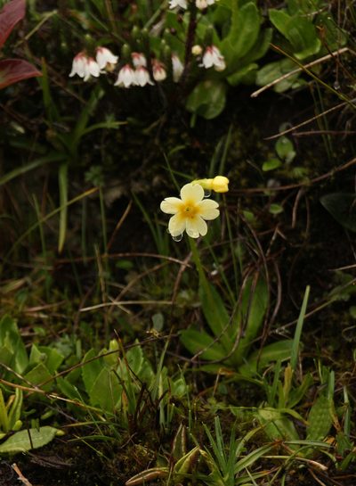 Primula dickieana, photographed by Siddarth Machado