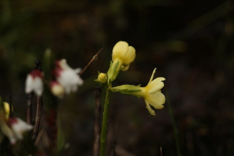 Primula dickieana, photographed by Siddarth Machado