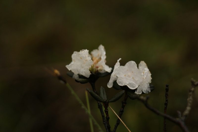 Rhododendron anthopogon, photographed by Siddarth Machado