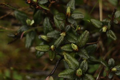 Rhododendron anthopogon, photographed by Siddarth Machado