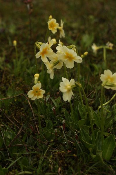 Primula dickieana, photographed by Siddarth Machado