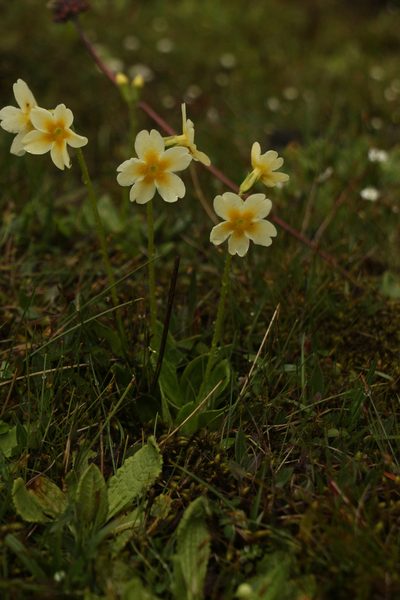 Primula dickieana, photographed by Siddarth Machado