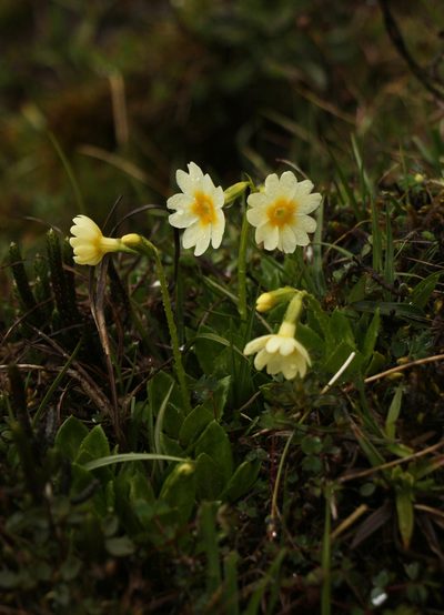 Primula dickieana, photographed by Siddarth Machado