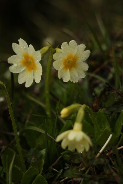 Primula dickieana, photographed by Siddarth Machado