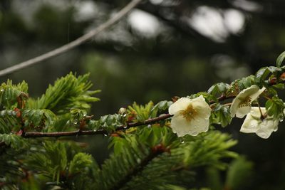 Rosa sericea, photographed by Siddarth Machado