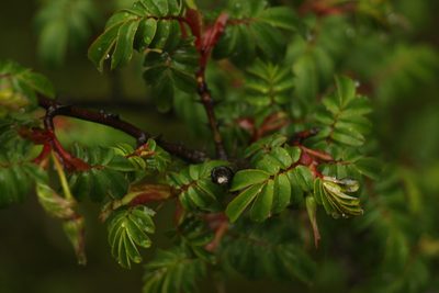 Rosa sericea, photographed by Siddarth Machado
