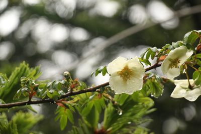 Rosa sericea, photographed by Siddarth Machado