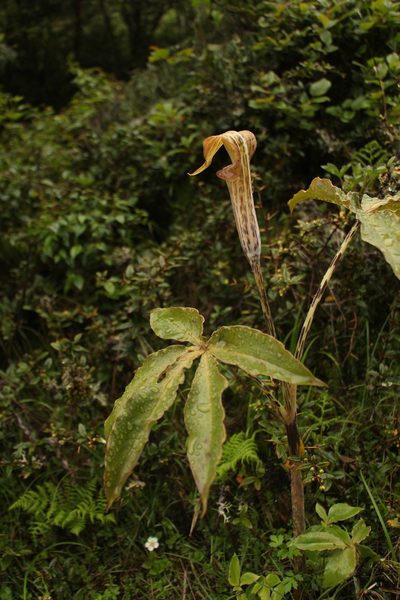 Arisaema nepenthoides, photographed by Siddarth Machado