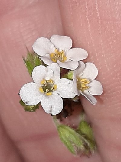 Myosotis venosa, photographed by georgiasteel