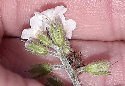 Myosotis venosa, photographed by georgiasteel