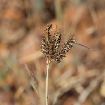 Oxychloris scariosa, photographed by Kym Nicolson