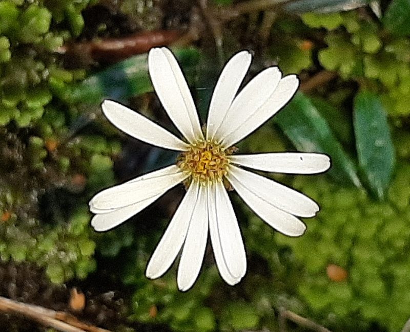 Celmisia parva, photographed by georgiasteel