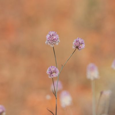 Ptilotus schwartzii, photographed by Kym Nicolson