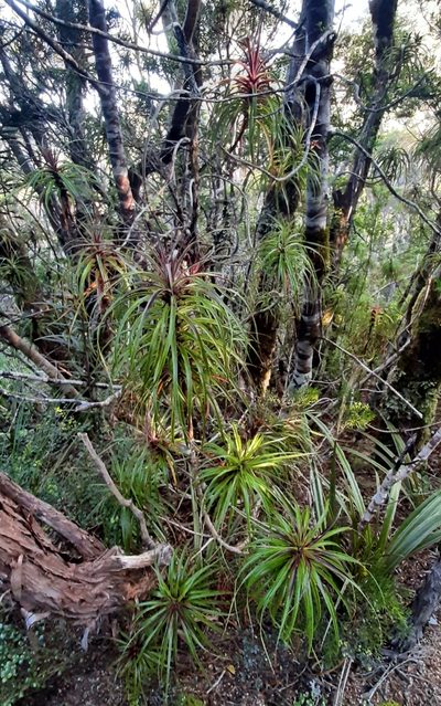Dracophyllum townsonii, photographed by georgiasteel