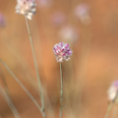Ptilotus schwartzii, photographed by Kym Nicolson