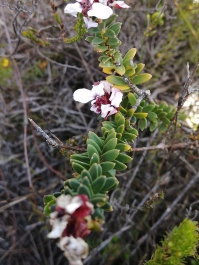Adenandra viscida, photographed by sharndreheuvel
