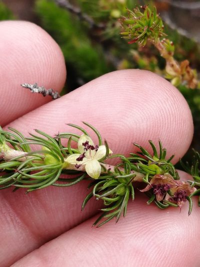 Cliffortia subsetacea, photographed by sharndreheuvel