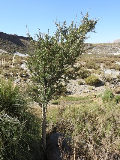 Schinus odonellii, photographed by Guillermo Debandi