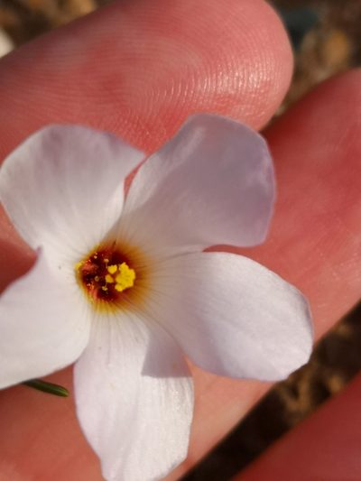 Oxalis ericifolia, photographed by leandra-k_89