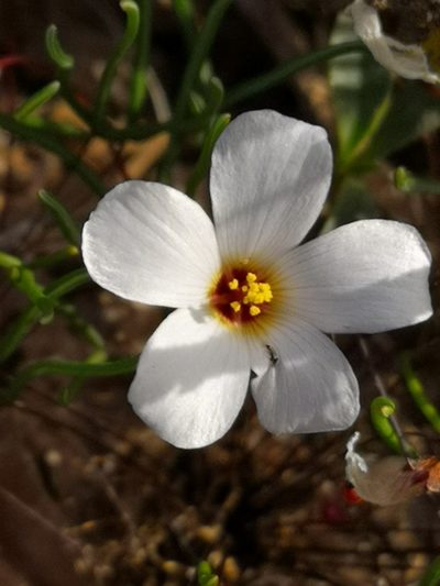 Oxalis ericifolia, photographed by leandra-k_89