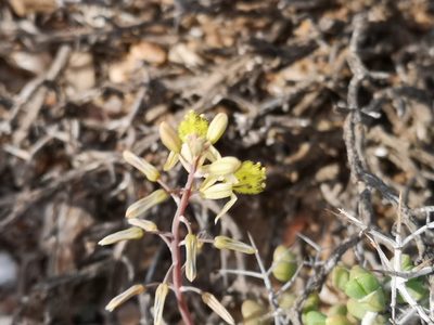 Bulbine torta, photographed by leandra-k_89