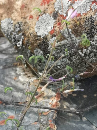Oxalis suteroides, photographed by leandra-k_89