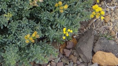 Senecio subumbellatus, photographed by Guillermo Debandi