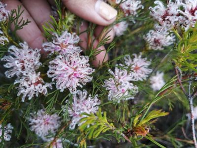 Serruria nervosa, photographed by sharndreheuvel