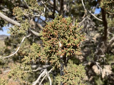 Juniperus arizonica, photographed by CK2AZ