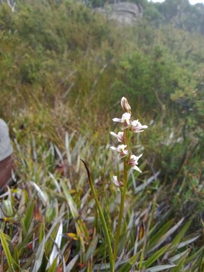 Prasophyllum suttonii, photographed by Nina Kerr