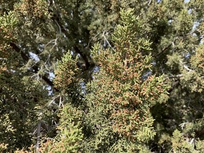 Juniperus arizonica, photographed by CK2AZ