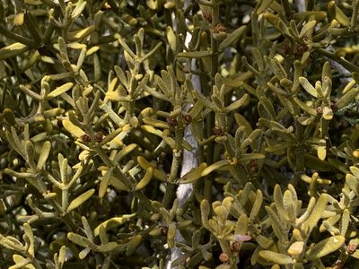 Phoradendron capitellatum, photographed by CK2AZ