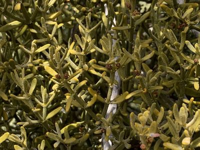 Phoradendron capitellatum, photographed by CK2AZ