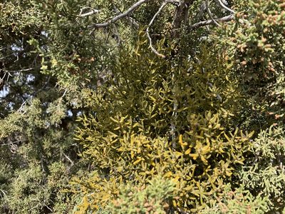 Phoradendron capitellatum, photographed by CK2AZ
