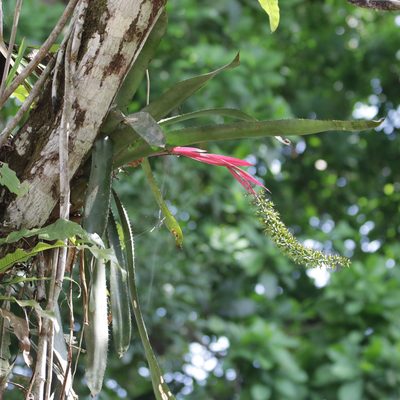 Aechmea setigera, photographed by Aitor