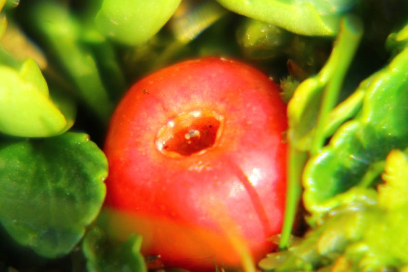 Nanodea muscosa, photographed by Pablo