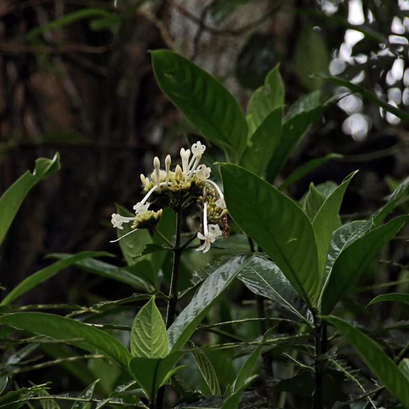 Palicourea tetragona, photographed by Dennis White