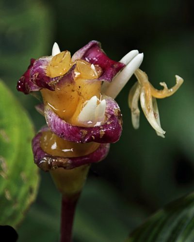 Goeppertia warszewiczii, photographed by Dennis White