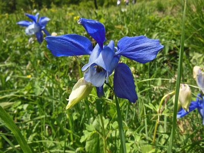 Aquilegia alpina, photographed by Karsten Rohweder