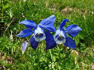 Aquilegia alpina, photographed by Karsten Rohweder