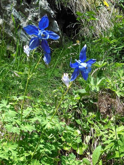 Aquilegia alpina, photographed by Karsten Rohweder