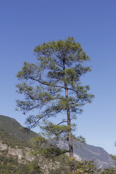 Pinus teocote, photographed by Juan Cruzado Cortés