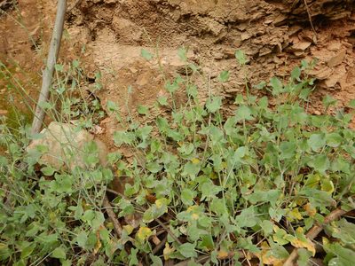 Rumex scutatus, photographed by Duarte Frade