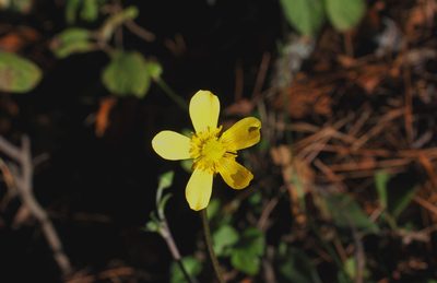 Ranunculus sierrae-orientalis, photographed by Juan Cruzado Cortés