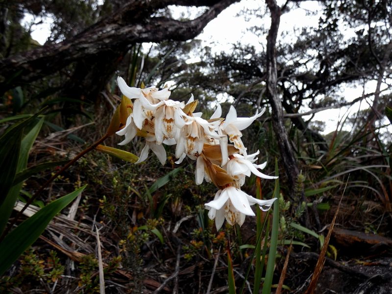 Coelogyne papillosa, photographed by Kai Squires