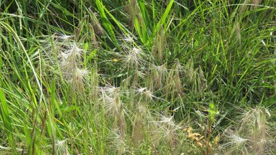 Bouteloua megapotamica, photographed by demianlescano