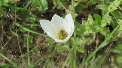 Zephyranthes mesochloa, photographed by demianlescano