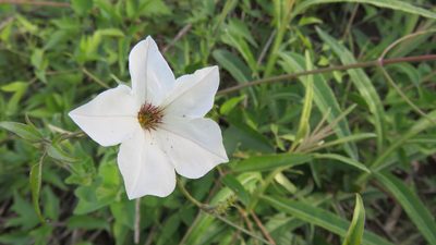 Petunia axillaris, photographed by demianlescano