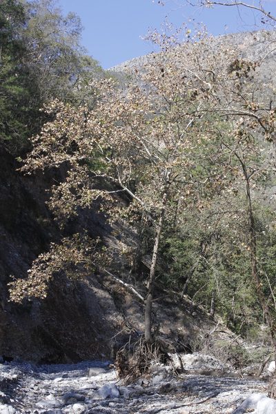 Platanus rzedowskii, photographed by Juan Cruzado Cortés