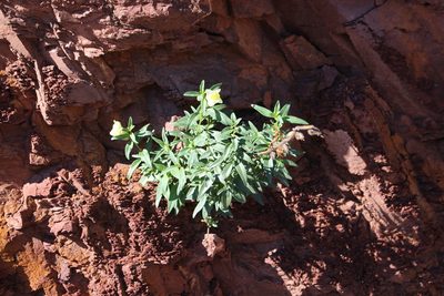 Antirrhinum latifolium, photographed by Fabien Piednoir